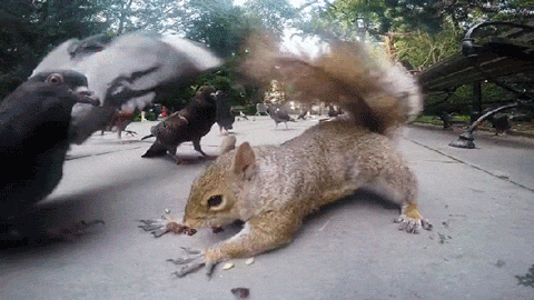 squirrel taking nuts from pigeon